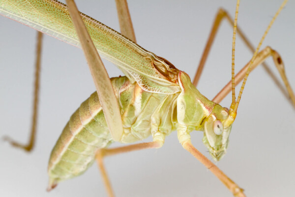 Present-day katydids of the genus Arethaea