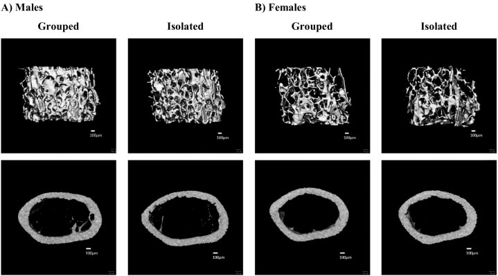 4 black and white bone xrays of mice in a loneliness study