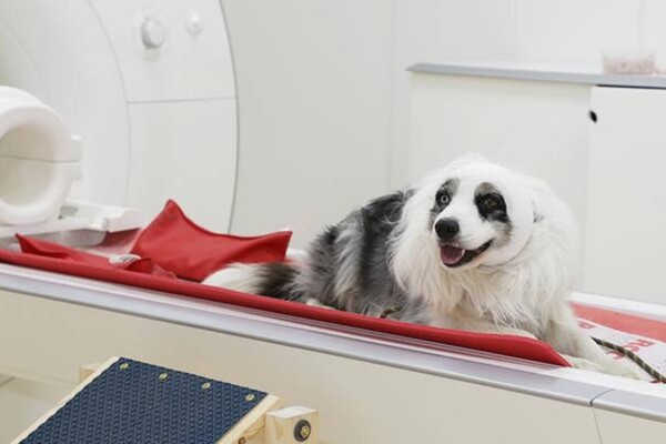 Four-legged study participant Balian takes a short break on the magnetic resonance imaging (MRI) scanner bed. He can stop the training and data collection anytime and leave the MRI via a specially built ramp. The bandage serves as an additional noise protection in combination with earplugs.