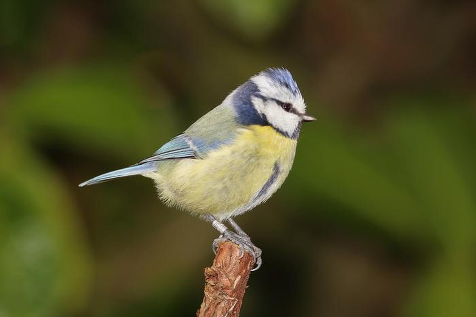 Blue tit bird perched on a branch