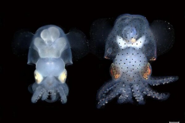 Albino (left) and wildtype (right) hummingbird bobtail squid (Euprymna berryi) hatchlings. Ahuja et al. created a strain of bobtail squid that deactivated two genes that produce pigment in the skin and eyes. Credit Carrie Albertin and MBL Cephalopod Program.