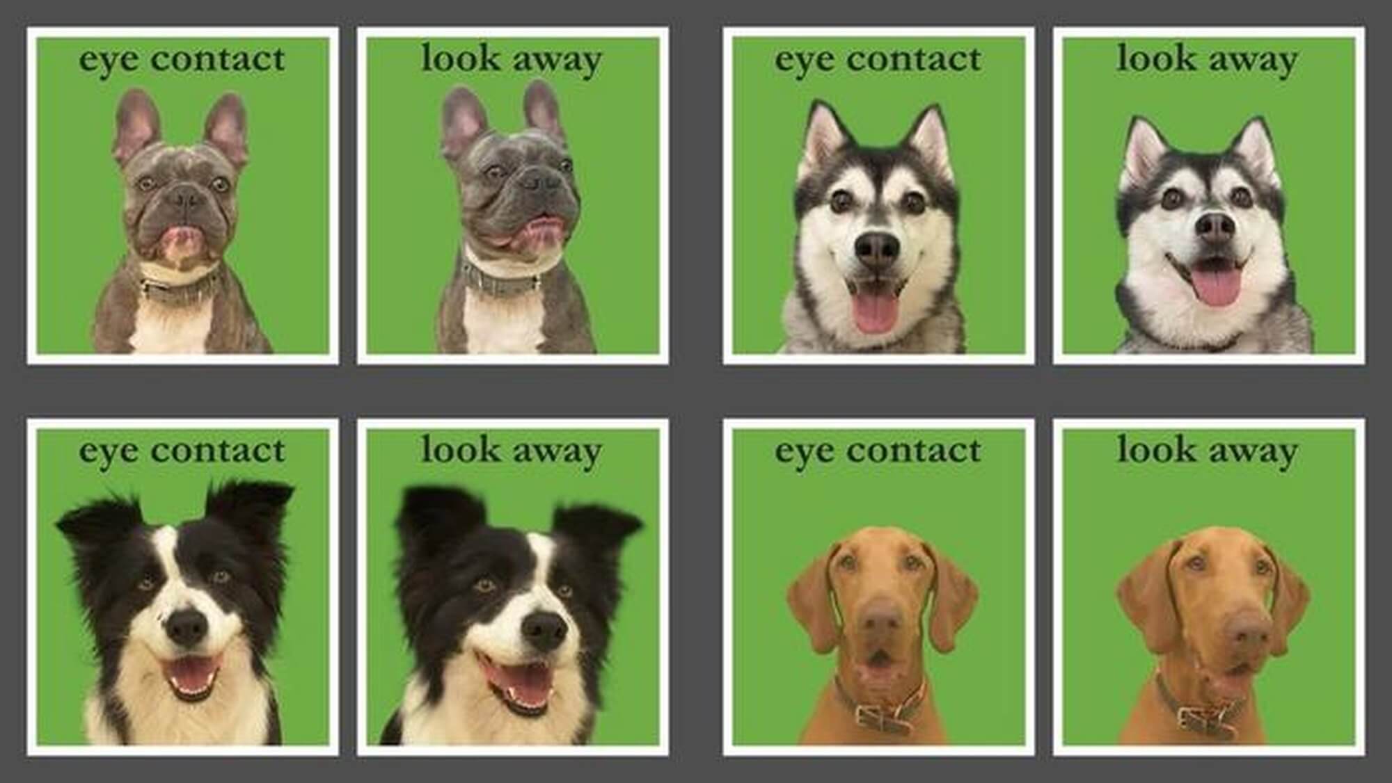 Flat-faced dogs, such as French and English Bulldogs, are extremely popular despite suffering from severe innate diseases