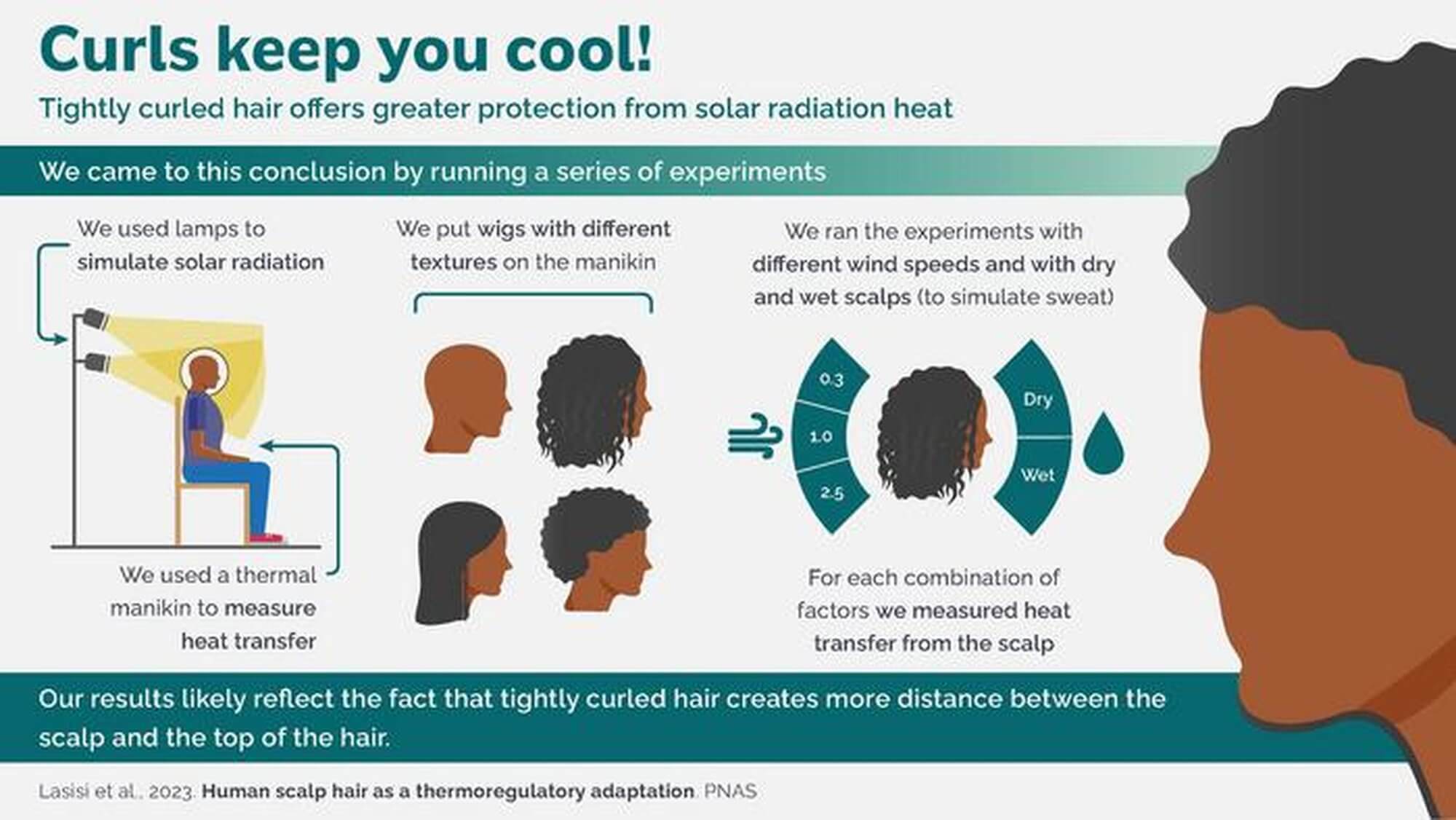 A graphic showing how scientists used a thermal manikin and human hair wigs to measure heat transfer from the scalp.