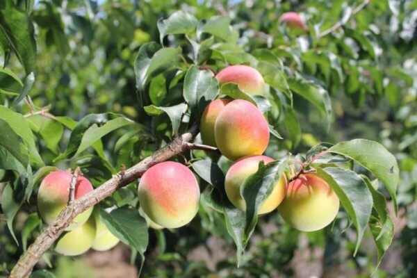 Ume Fruit