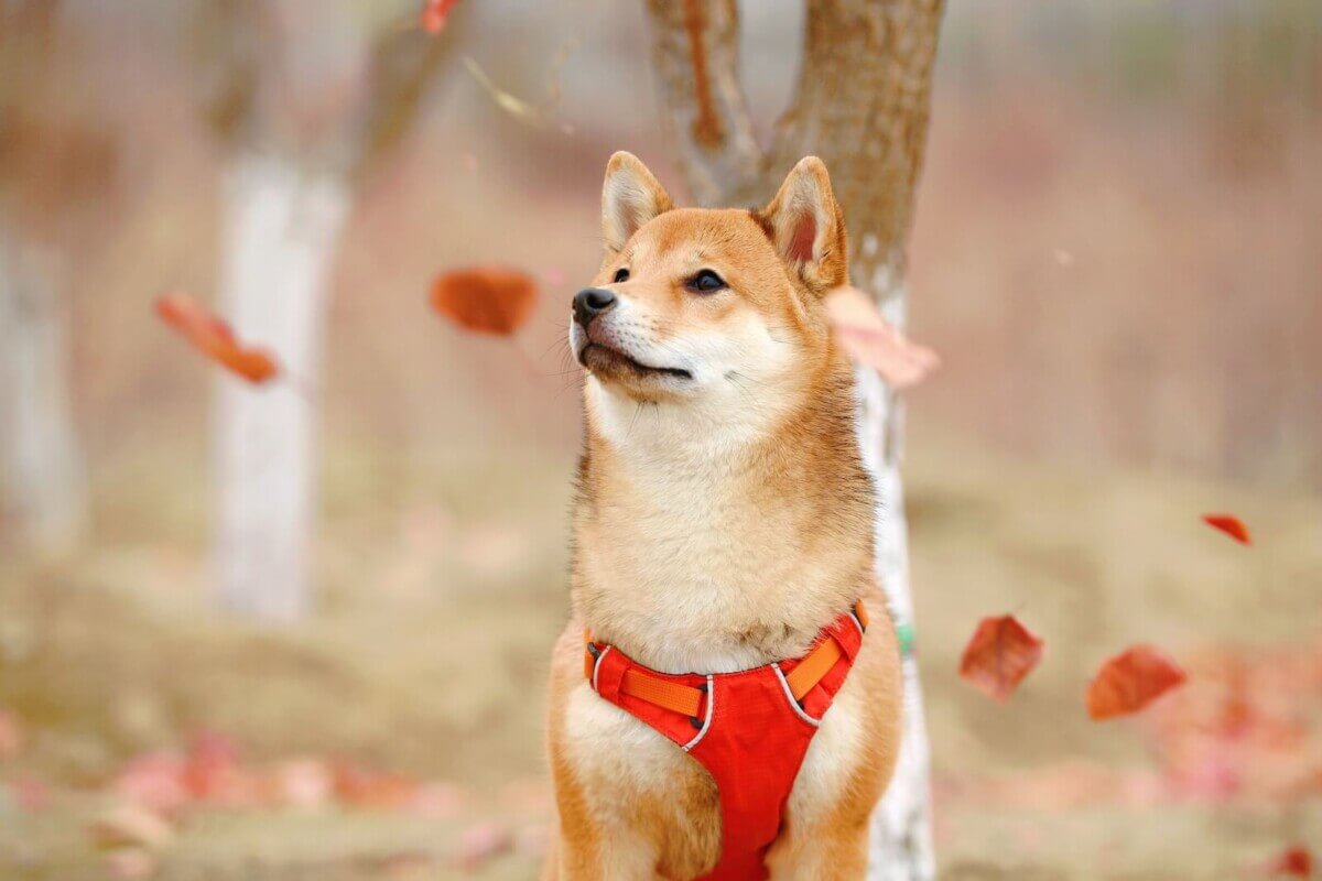 Shiba Inu 