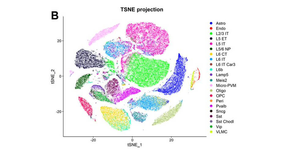 gene expression in mice consuming alcohol