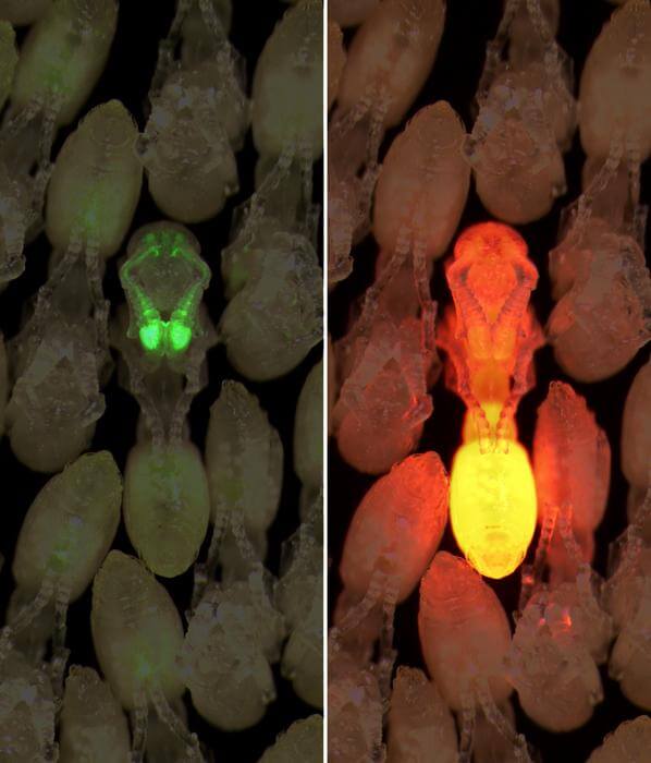 scans examining ant communication