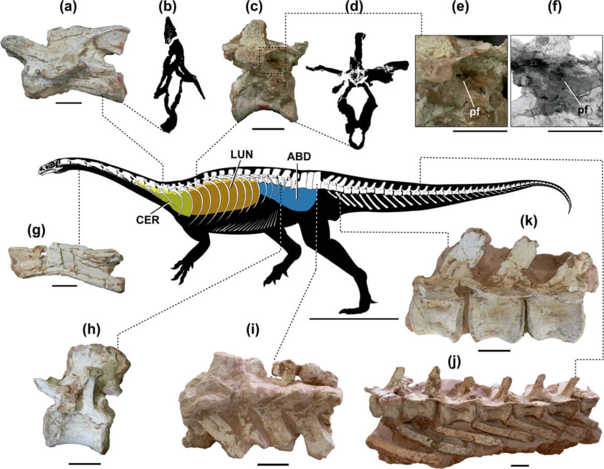 Skeletal reconstruction of the unaysaurid sauropodomorph Macrocollum (CAPPA/UFSM 0001b) showing vertebral elements along the spine and putative reconstruction of the air sac systems involved. (a) Pneumatic posterior cervical vertebra and a cross-section CT slice in b. (c) a pneumatized anterior dorsal vertebra with cross-section CT slice in d, and detail of the pneumatic foramen in e. (f) Detail of the pneumatic foramen in a reconstructed 3D model of the element. (g) Anterior cervical element (apneumatic). (h) Posterior dorsal vertebra shows no traces of PSP. The sacral series (i), as well as the anterior (k) and mid-caudal (j) series are apneumatic. a, g, h, j, and k are in left lateral view. c, e and f are in right lateral view. i is in dorsal view. ABD, abdominal diverticula; CER, cervical diverticula; LUN, lung; pf, pneumatic foramen. The reconstruction was made by Rodrigo T. Müller. Scale bar of the skeletal reconstruction = 500 mm; a–j = 20 mm.