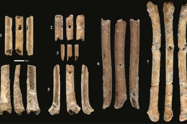 bird bone instruments
