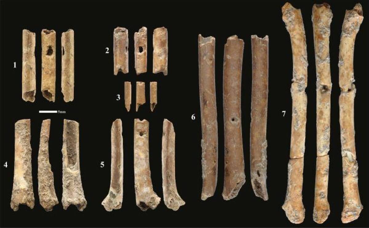 bird bone instruments