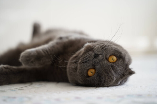 Scottish Fold cat