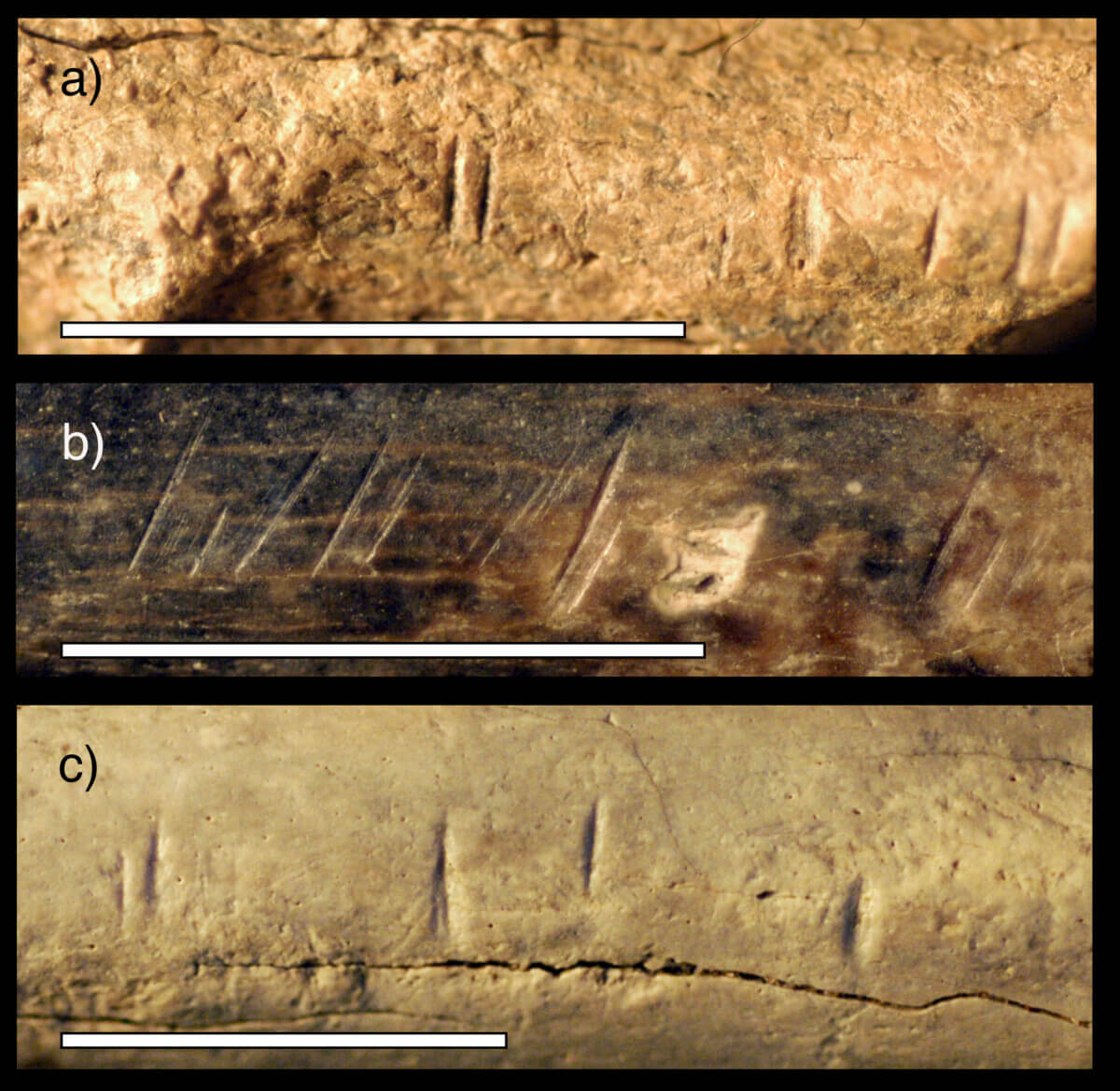 ancient bones with signs of cuts on them