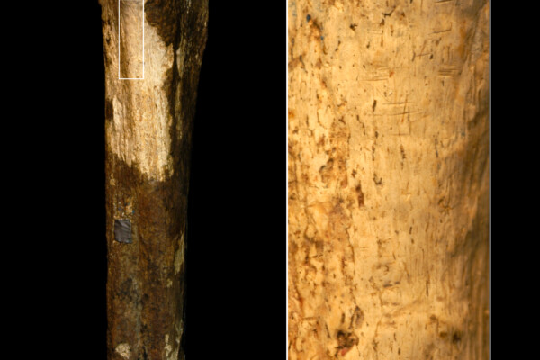 cannibalism markings on bones