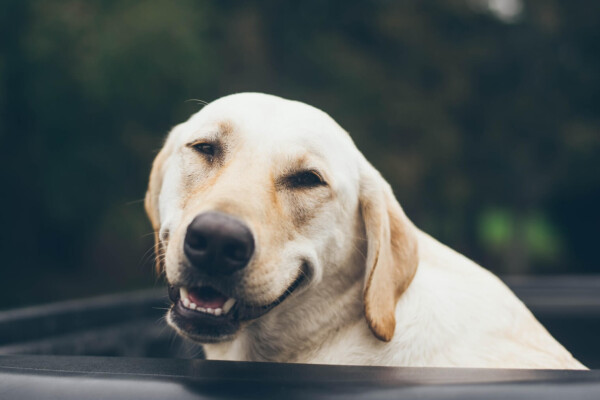 Smiling yellow lab