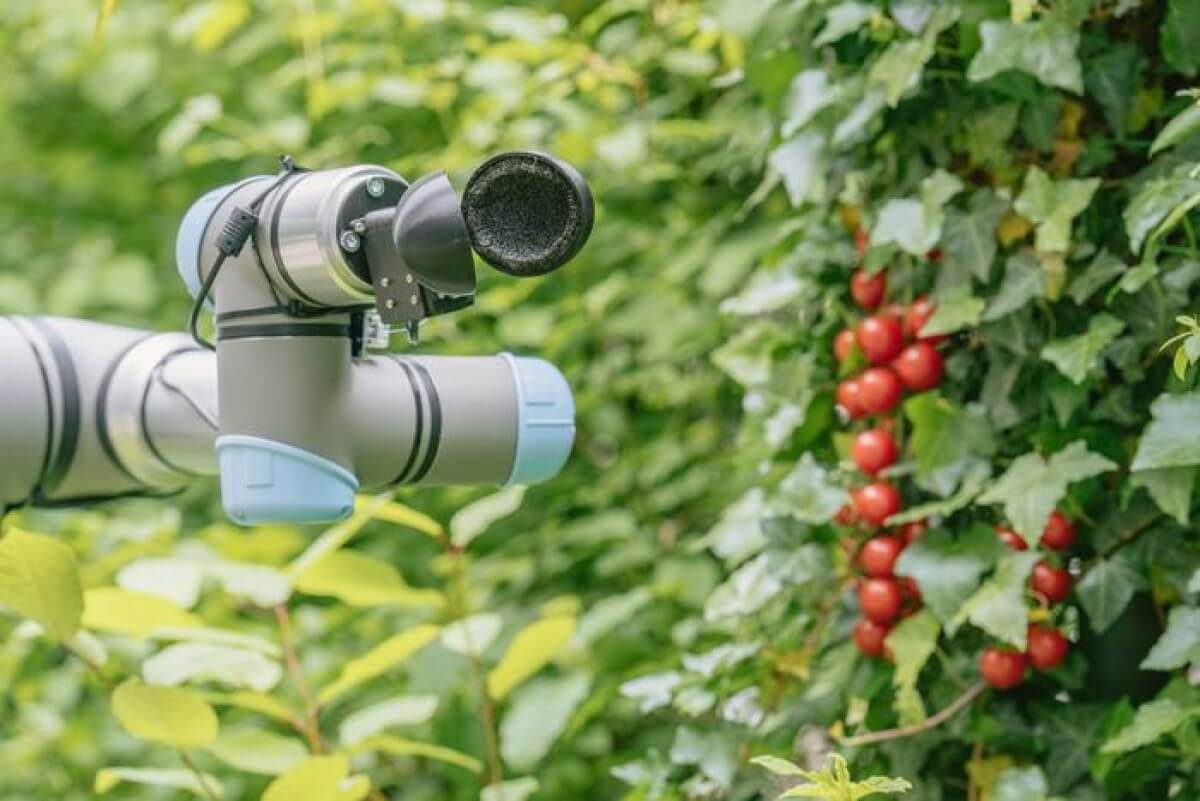 crop picker AI