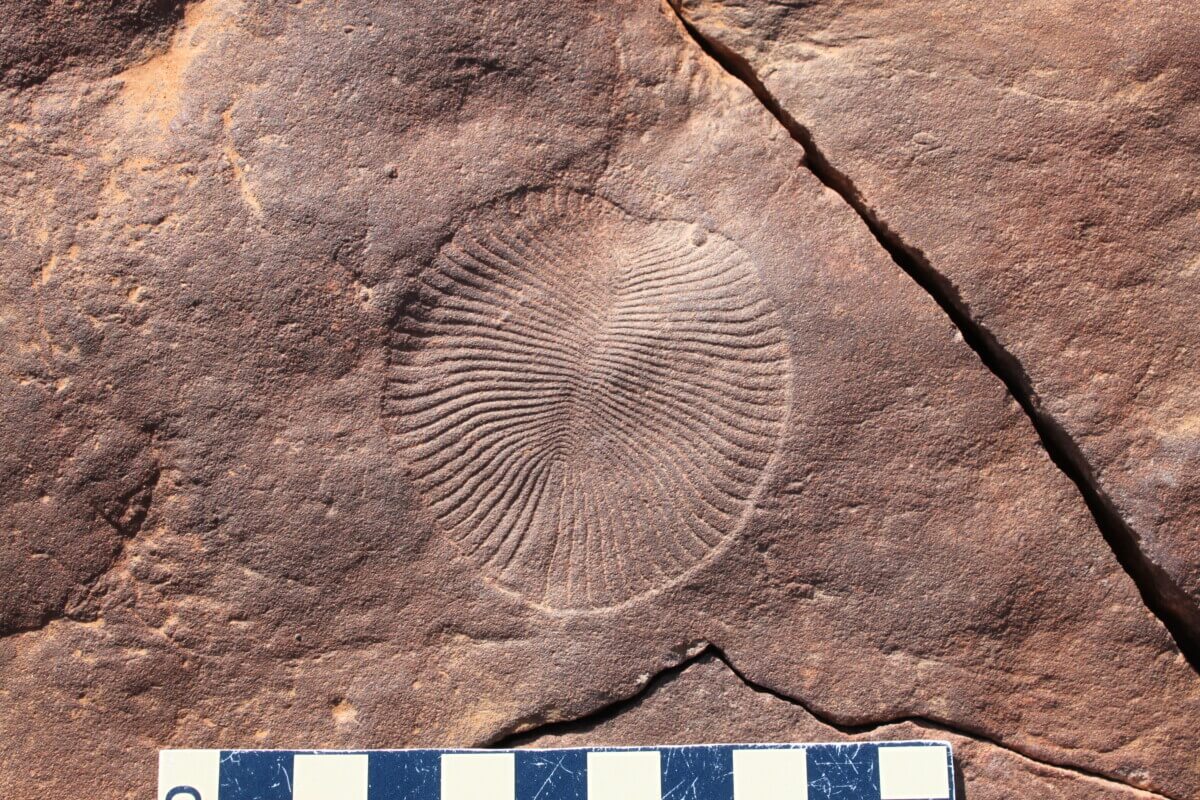 Dickinsonia