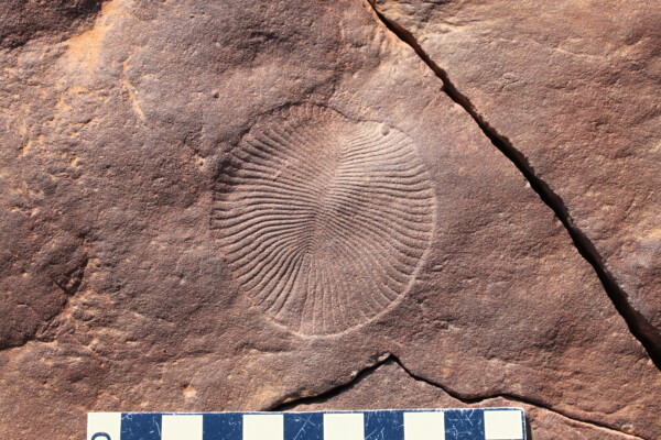 Dickinsonia, one of the oldest animal fossils from the Ediacara Biota, Ediacaran Rawnsley Quartzite Formation, Australia.