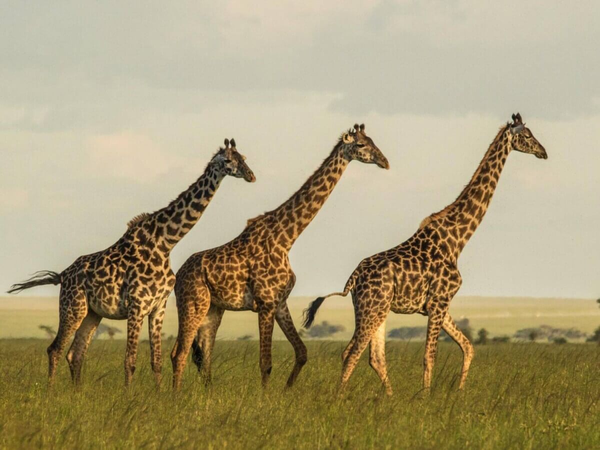 giraffes