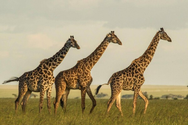 3 giraffes in a field