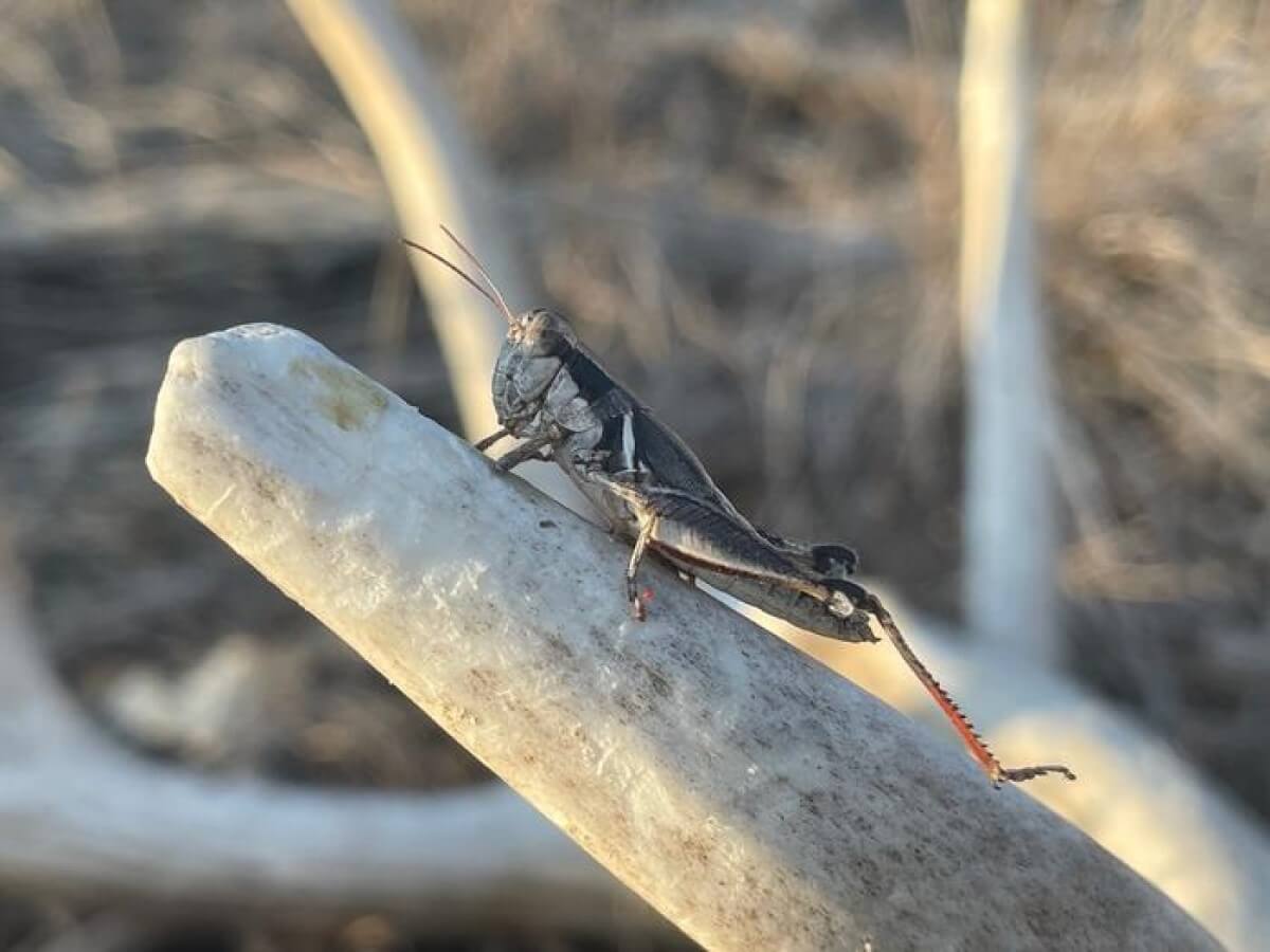 Melanoplus kendalli roosting on a deer antler