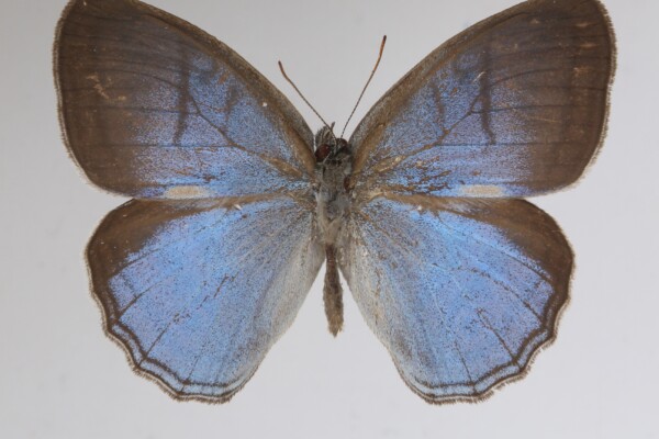 Caeruleuptychia harrisi butterfly