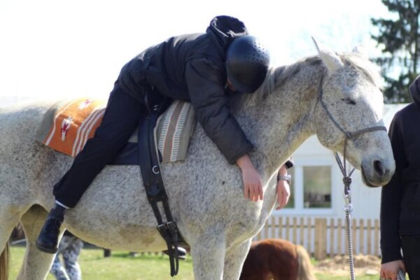 Horse serving as a therapy animal