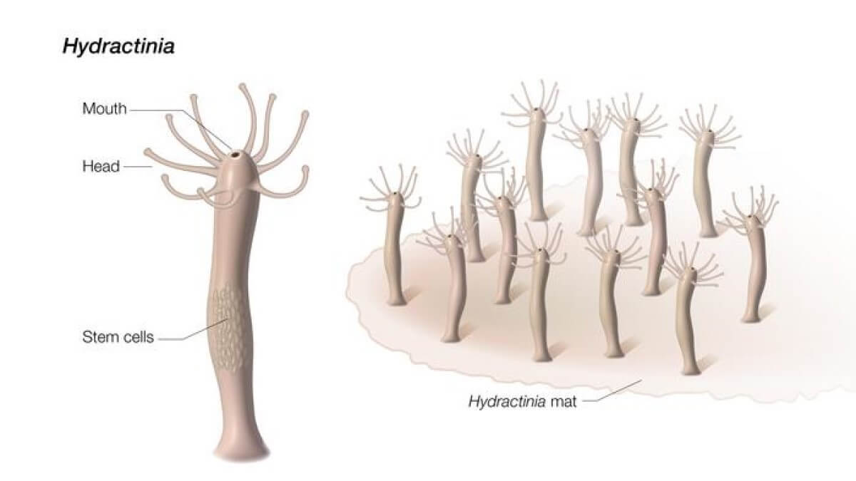hydractinia