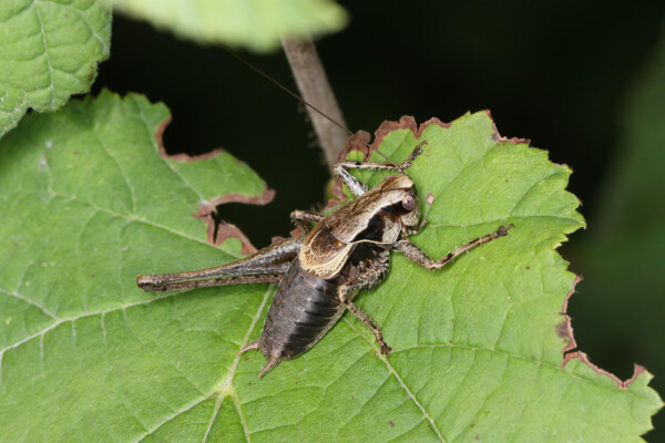 The dark bush-cricket Pholidoptera griseoaptera