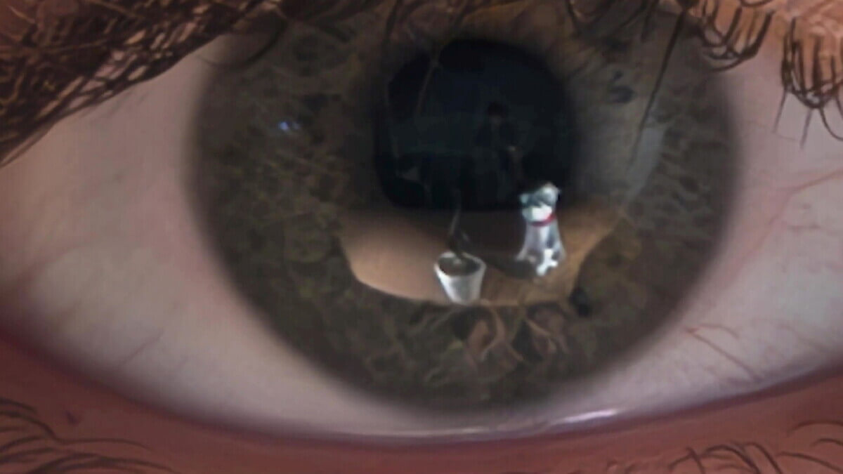 Toy dog seen in eye reflection