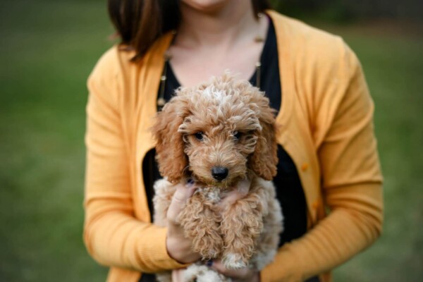Cockapoo puppy