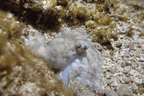 octopus in the ocean