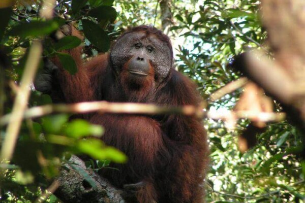 orangutan in the wild