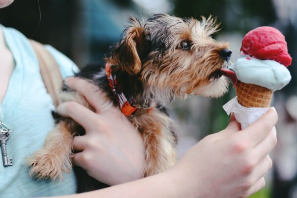 A dog licking an ice cream cone