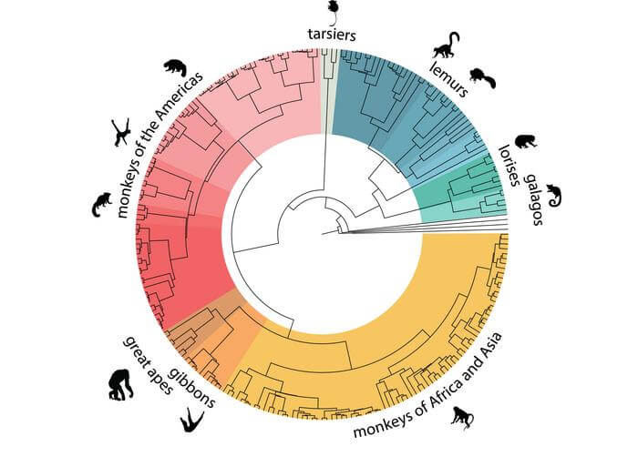 red green and yellow circle that maps out genetic tree of primates