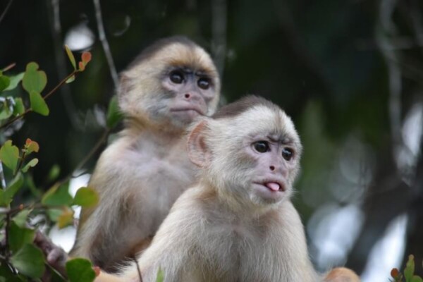 primates