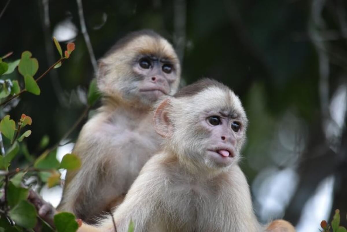 primates