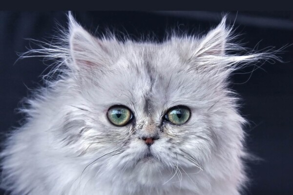 Persian cat