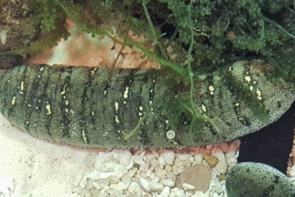 sea cucumber