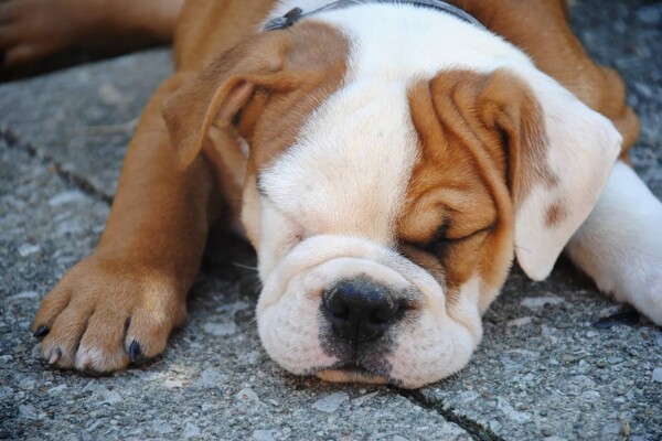 short snouted dog sleeping