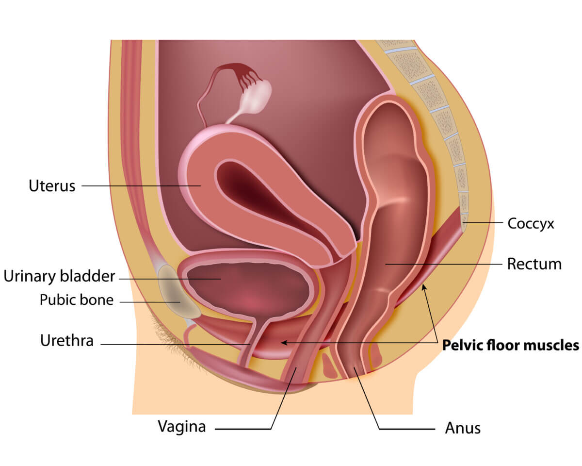 Female Pelvic Floor