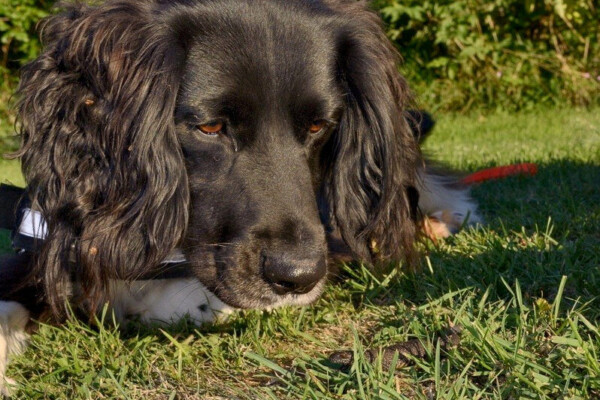 Springer spaniel Freya sniffing for Great Crested Newts along with her handler Nikki Glover.