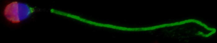 sperm male fertility