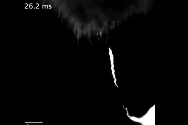 Worm jumps on to bumble bee using electricity.