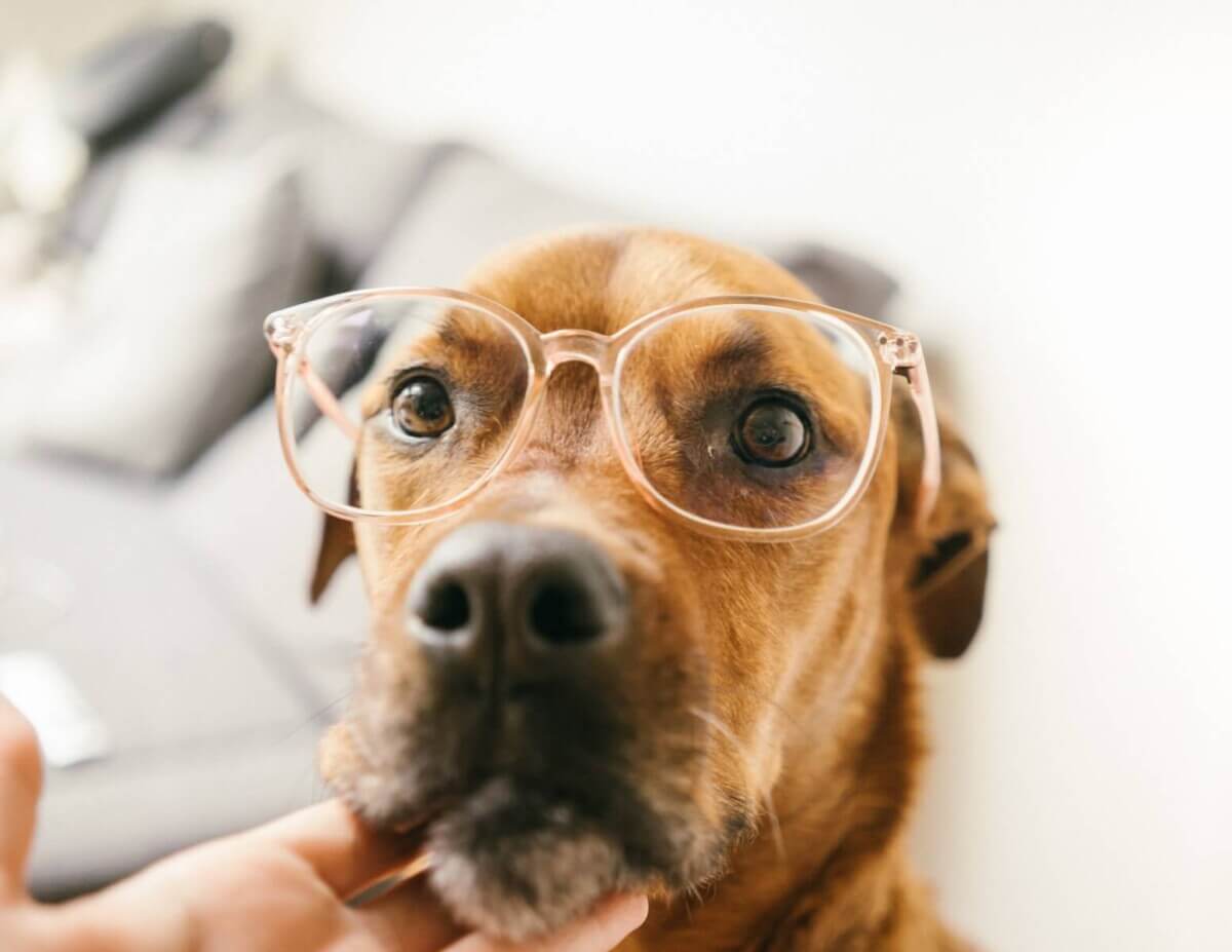A dog wearing glasses