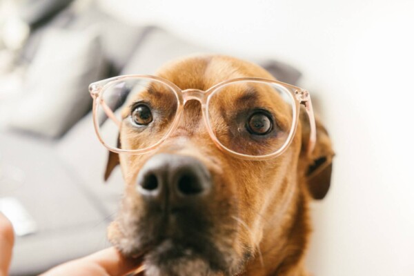 A dog wearing glasses