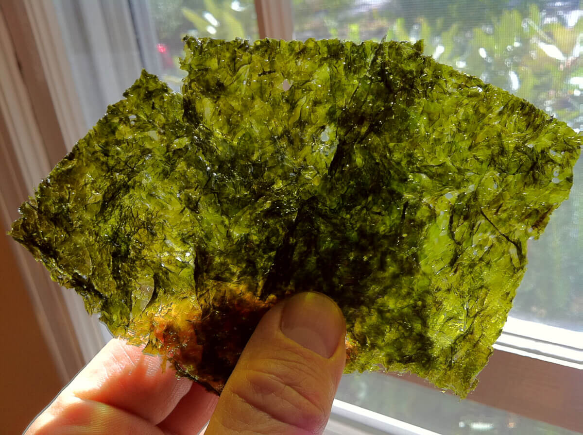 Roasted Seaweed Snack