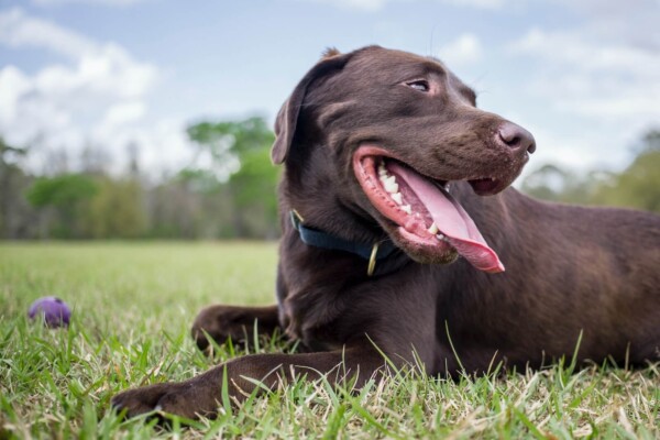 A chocolate lab laying in the grass