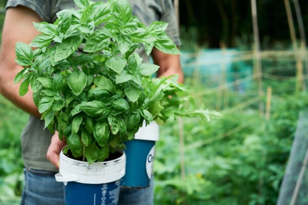 Someone holding a pot of basil