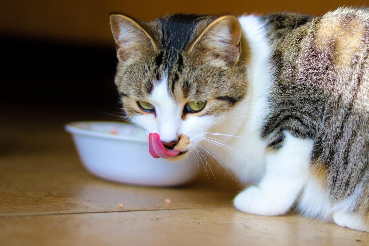 Cat eating