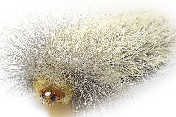 The venom of the Megalopygidae caterpillar has been found to have toxin genes transferred from bacteria.